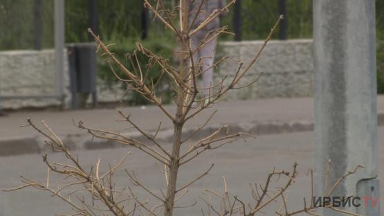 Павлодардағы жас көшеттердің саны кесілген ағаштармен сәйкес келмейді